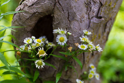 Close-up of yellow flowers blooming outdoors