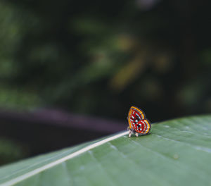 Close-up of butterfly on leaf