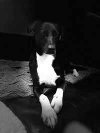 Portrait of dog sitting on sofa at home