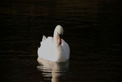 Swan floating on lake