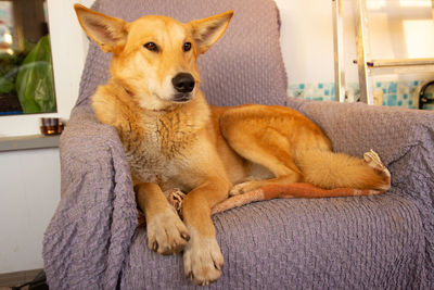 Portrait of a dog resting at home