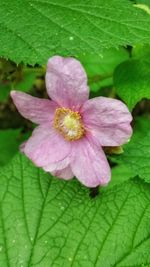 Close-up of pink flowers