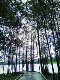 Low angle view of trees in forest against sky