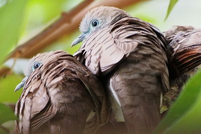 Close-up of bird perching outdoors