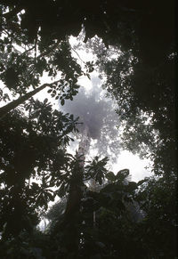 Close-up of tree against sky