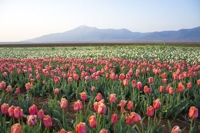 View of tulips in field against sky