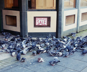 View of pigeons on footpath by street