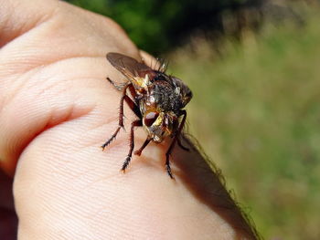 Close-up of insect on hand