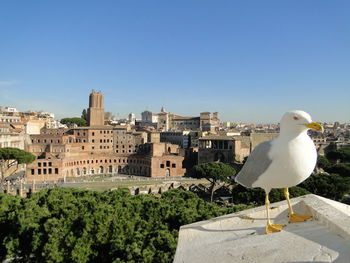 Bird perching on built structure against clear sky