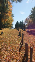 View of autumn trees against sky