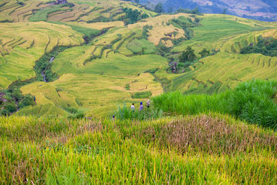 Scenic view of agricultural field