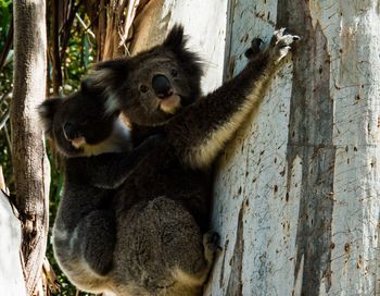 Close-up of squirrel on tree trunk