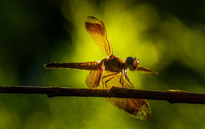 Close-up of insect on leaf