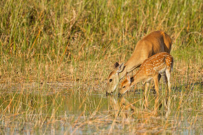 Side view of deer on field