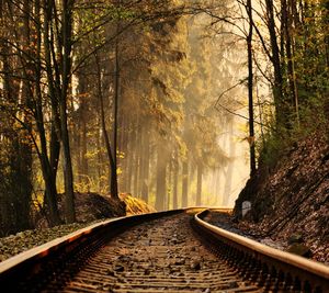 Railroad track along trees