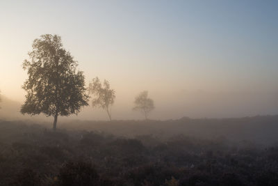 Trees on landscape against sky