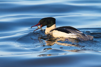 Common merganser catches a eurasian ruffe