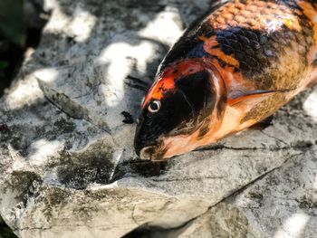 Close-up of fish in water