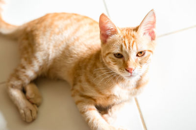 Close-up portrait of a cat