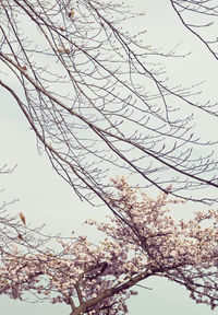 Low angle view of cherry blossoms against sky