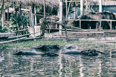 Ducks swimming in lake at zoo