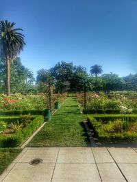 Scenic view of field against clear sky