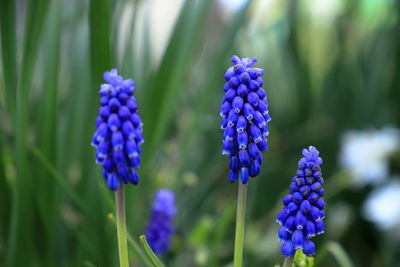 Close-up of purple flowering plants