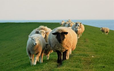 Sheep grazing on field