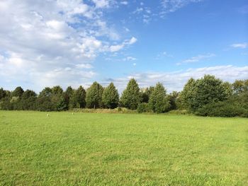 Trees on grassy field