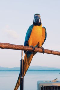 Bird perching on a sea against sky