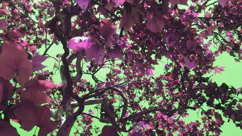 Low angle view of flowers blooming on tree