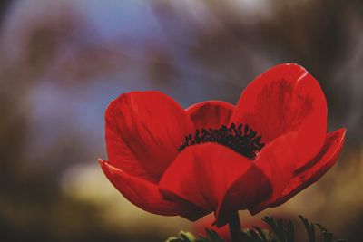 Close-up of red poppy flower