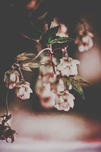 Close-up of flower tree