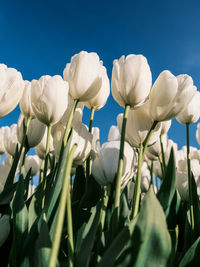 Close-up of white flowering plants