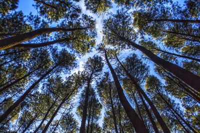 Low angle view of bamboo trees