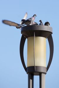 Pigeons perched on top of a streetlamp