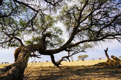 Trees on landscape against sky