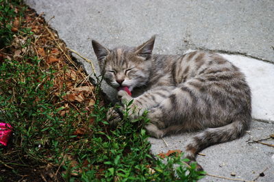 High angle view of cat licking leg