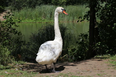 Swan on a lake