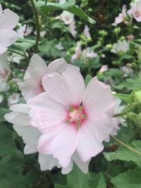 Close-up of pink hibiscus blooming outdoors