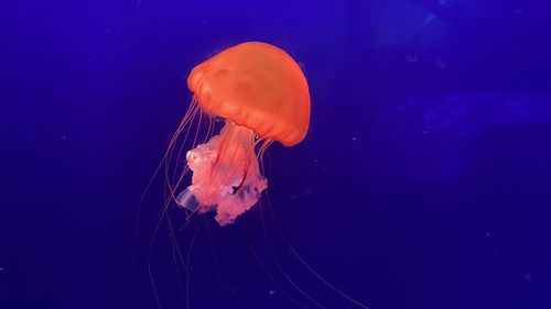 Close-up of jellyfish swimming in sea