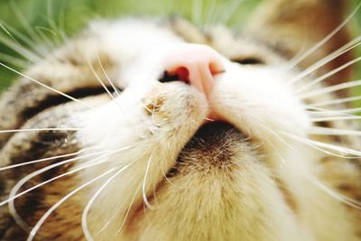 Close-up of cat
