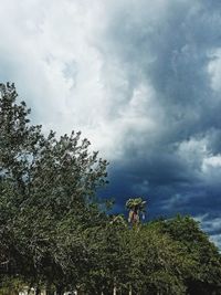 Low angle view of lizard on tree against sky