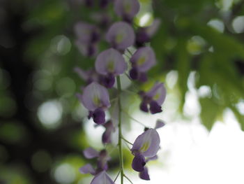 Close-up of purple flowering plant