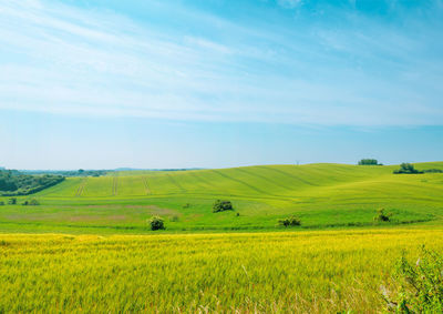 Scenic view of agricultural field against sky