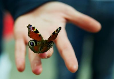 Cropped image of person holding butterfly