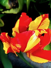 Close-up of red tulip