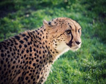 Close-up of cheetah 