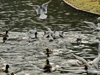 Birds perching on swans in lake