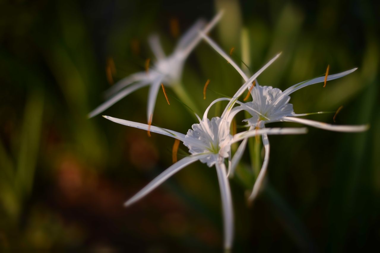 flower, freshness, fragility, petal, flower head, growth, beauty in nature, close-up, nature, plant, focus on foreground, blooming, white color, stem, in bloom, purple, stamen, blossom, selective focus, pollen